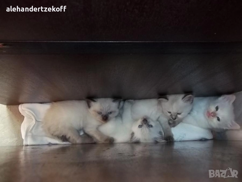 Невска маскарадна котка Neva Masquerade, снимка 1