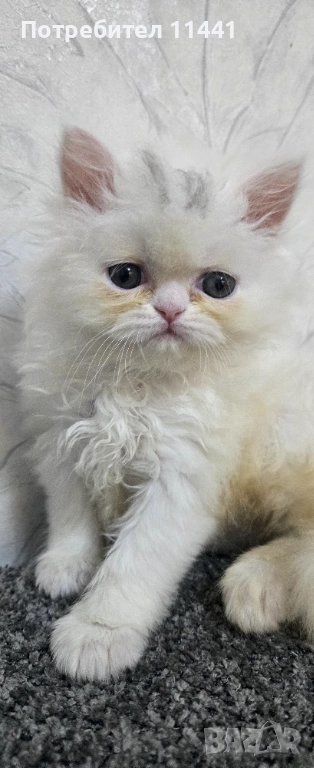 Персийско котенце, снимка 1