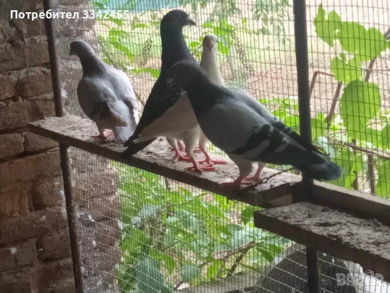 Пощенски гълъби, снимка 1