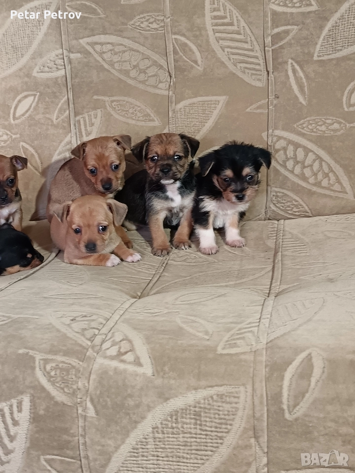 Мини пинчер чихуахуа, снимка 1