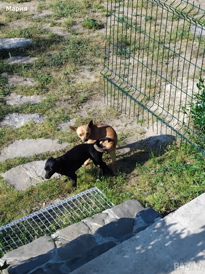 Пинчери , снимка 1