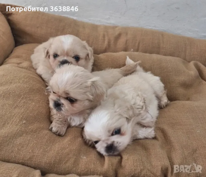 Пекинез, снимка 1