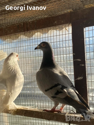 спортни пощи женски