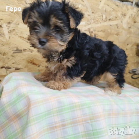 йоркширски териер 