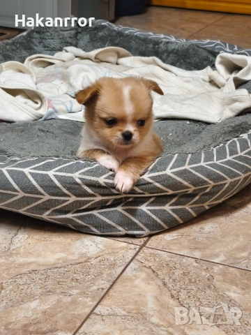 Продавам чихуахуа