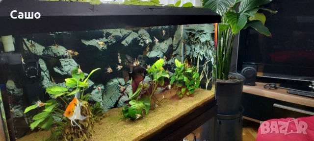 Скаларии, снимка 2 - Рибки - 53524281