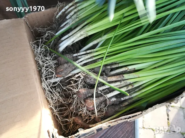 ГРЪМ ОТ НАРЦИСИ 25БР С ЛУКОВИЦИ 1504250637, снимка 8 - Градински цветя и растения - 49899615