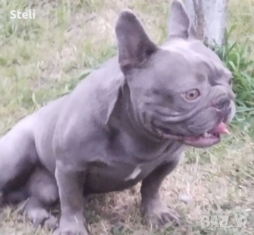 Френски булдог сини , снимка 6 - Френски булдог - 53030675