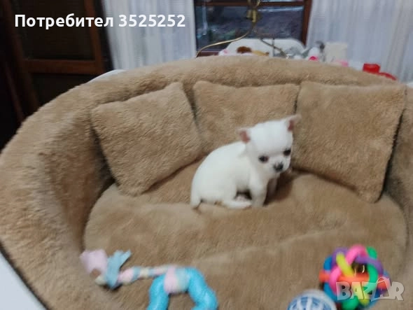 ПРОДАВАМ ЧИХУАХУА - МИНИ  МОМЧЕНЦЕ НА 2 М. , снимка 3 - Чихуахуа - 52796960