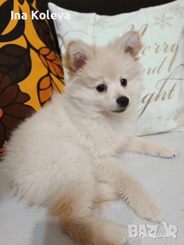 померан -шпиц, снимка 4 - Шпиц - 53286016