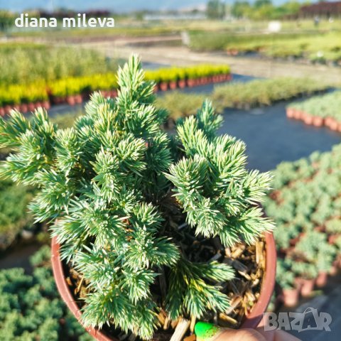 Juniperus squamata 'Blue Star', Хвойна Синя Звезда, снимка 7 - Градински цветя и растения - 39479257