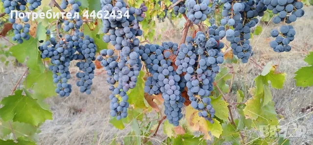 Продавам грозде Каберне Фран, снимка 10 - Други - 56307900