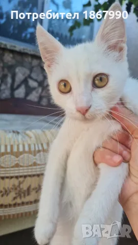 Котета търсят дом