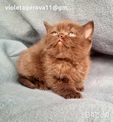 британски котки, снимка 10 - Британска късокосместа - 53479911