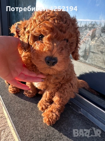 Мини пудел мъжко , снимка 5 - Пудели - 53786635