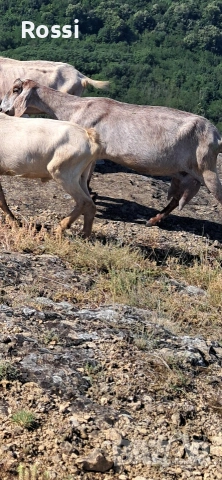 Англо-нубийски пръчлета за разплод, снимка 5 - Кози - 53256998