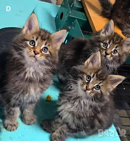 Уникални мейн кун дългокосмести котенца