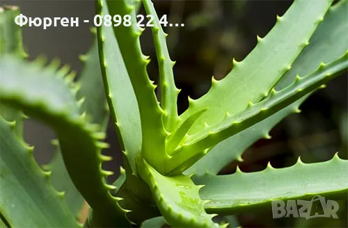 Алое вера  - Растения , снимка 4 - Разсади - 38817493