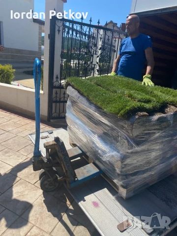 Тревен чим, снимка 6 - Градински цветя и растения - 50994606