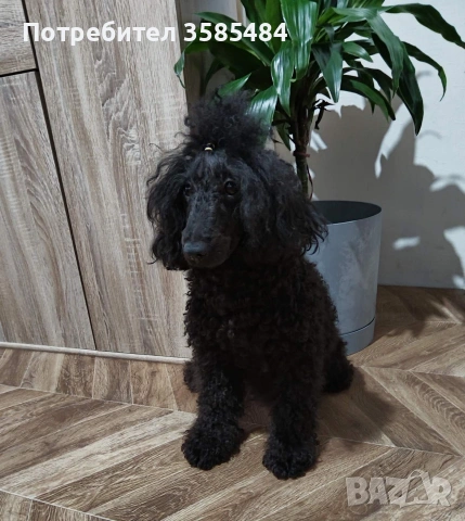 Mini poodle/Мини пудел , снимка 13 - Пудели - 53463482