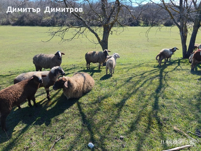 продавам овце , снимка 2 - Овце - 53803565