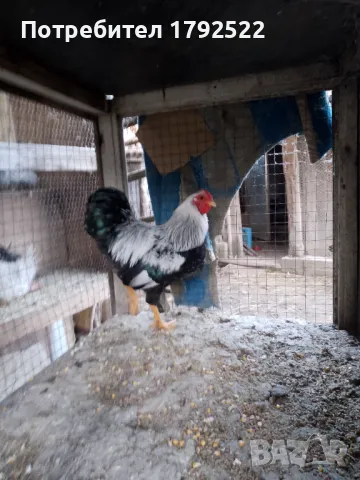 Мини виандот бантам , снимка 1