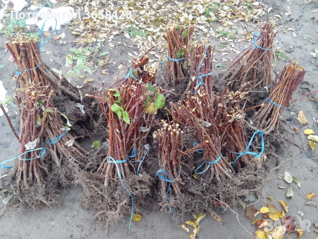 Продавам малини херитидж .