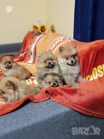 Померан померанчета Гр София снимки от днес 05.12.2025г, снимка 7 - Померан - 52665950