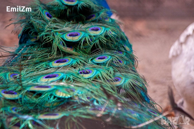 Фотоапарат Canon 350D, снимка 11 - Фотоапарати - 52166517