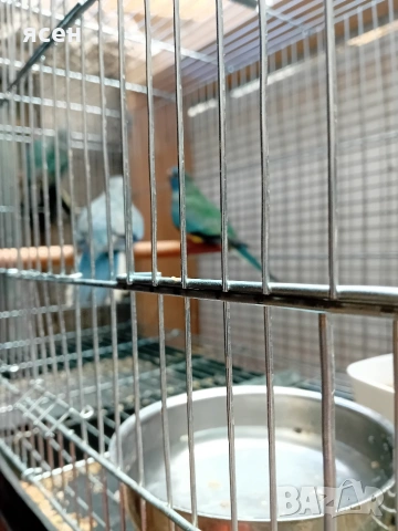 Продавам Неофема Сплендида , снимка 3 - Папагали - 53649702