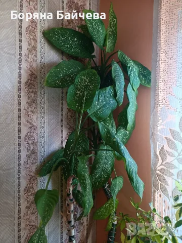 ПРОДАВАМ ДИФЕНБАХИЯ , снимка 2 - Стайни растения - 55997562