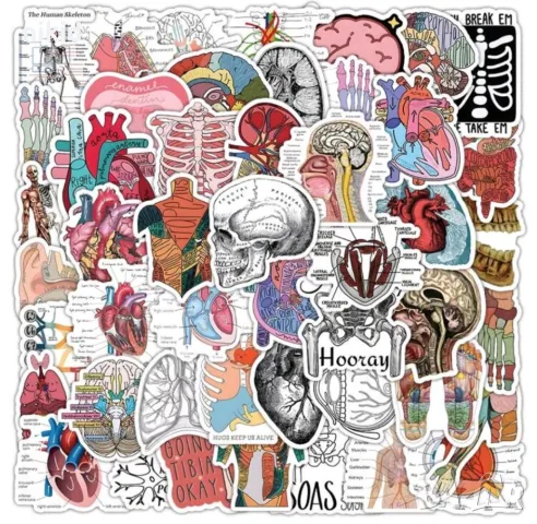 50 бр Човешко тяло човешки органи самозалепващи лепенки стикери за украса декор картонена торта др , снимка 2 - Други - 49703385