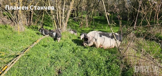 виетнамски прасенца прасета