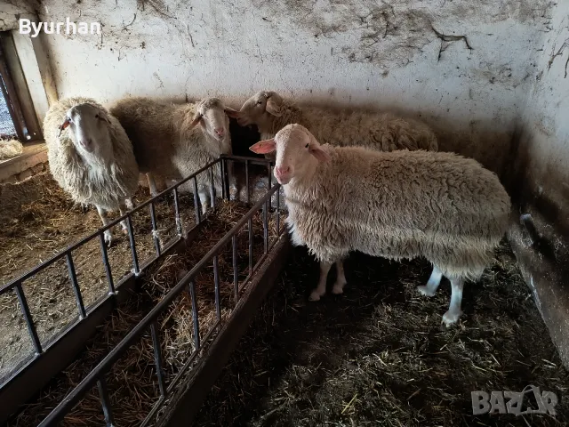 Кочове Асаф  за разплод, снимка 3 - Овце - 49545632