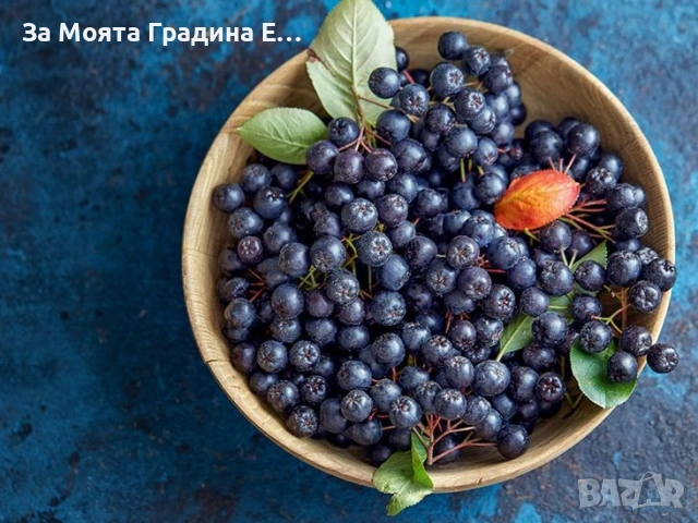 Арония - Растението чудо! , снимка 7 - Градински цветя и растения - 53743992