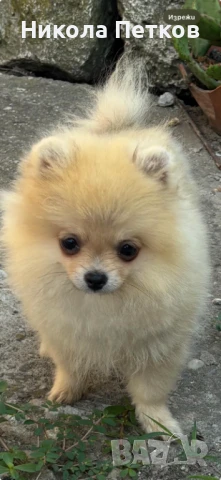 Померан мини, снимка 1