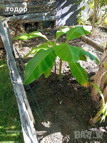 бананови издънки 