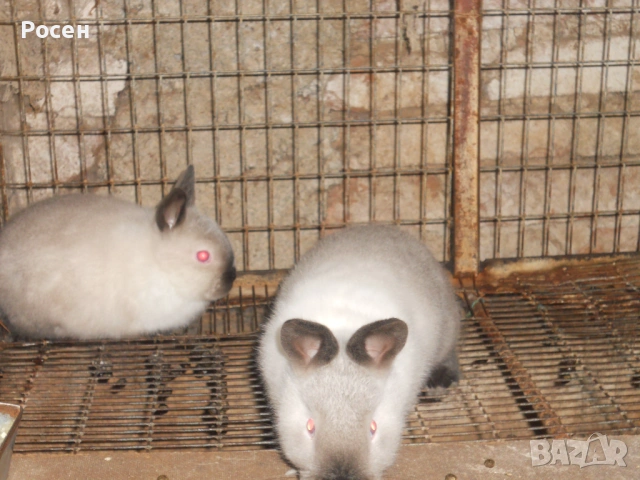 Зайци- Калифорнийци , снимка 6 - Други - 24130819