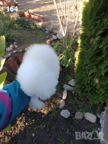 Бял мъжки Померан. Клип от 12.12.25 год. 