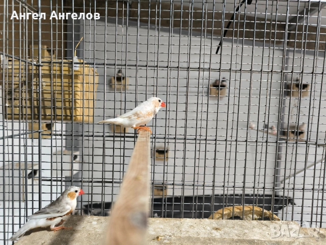 зеброви амадини , снимка 4 - Амадини - 53802262