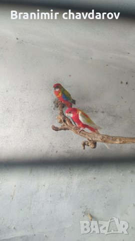 Продавам папагали , снимка 6 - Папагали - 41390105