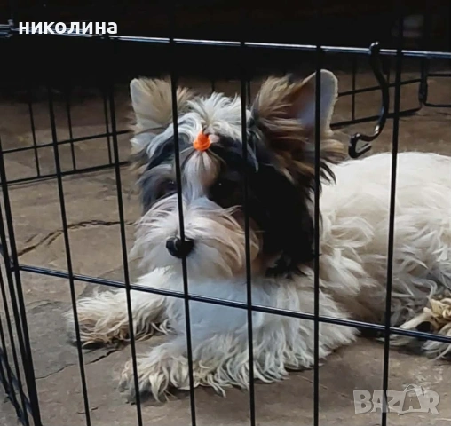 Йоркширски териер , снимка 7 - Йоркширски териер - 53637797