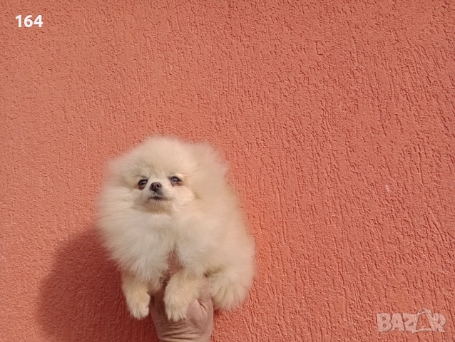 Мини Померан. Миниатюрно момиче. Реални снимки от 17.12.25 г, снимка 4 - Померан - 52725199
