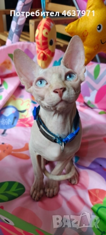 Мъжко коте канадски сфинкс, снимка 2 - Сфинксове - 52244179