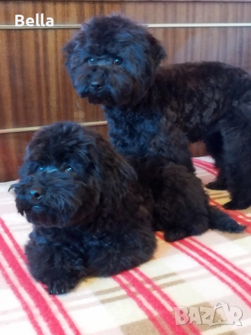 Мини пудел , снимка 16 - Пудели - 53132342