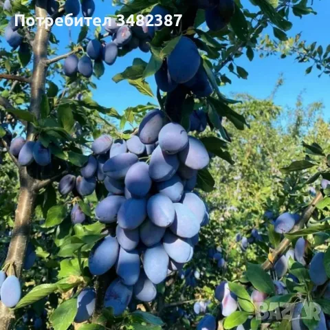 Сини сливи Стенлей , снимка 4 - Стайни растения - 55768622