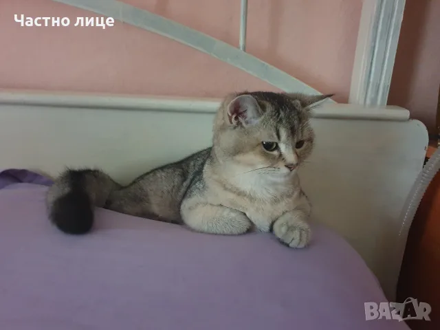 Британски красавец , снимка 4 - Британска късокосместа - 55908237