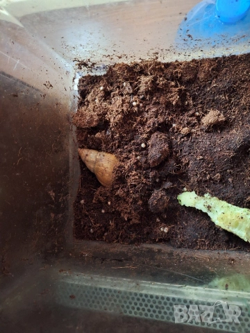 Гигантски африкански охлюви Ахатина, снимка 5 - Терариуми и оборудване - 53221991