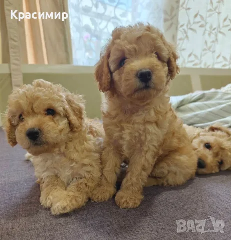 Продавам чистокръвни кученца мини пудел., снимка 10 - Пудели - 55970138