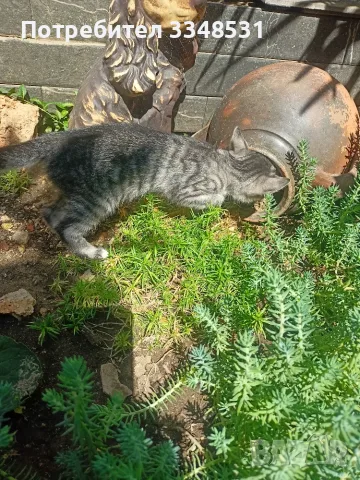 Коте на около два месеца търси дом, снимка 4 - За котки - 55879219
